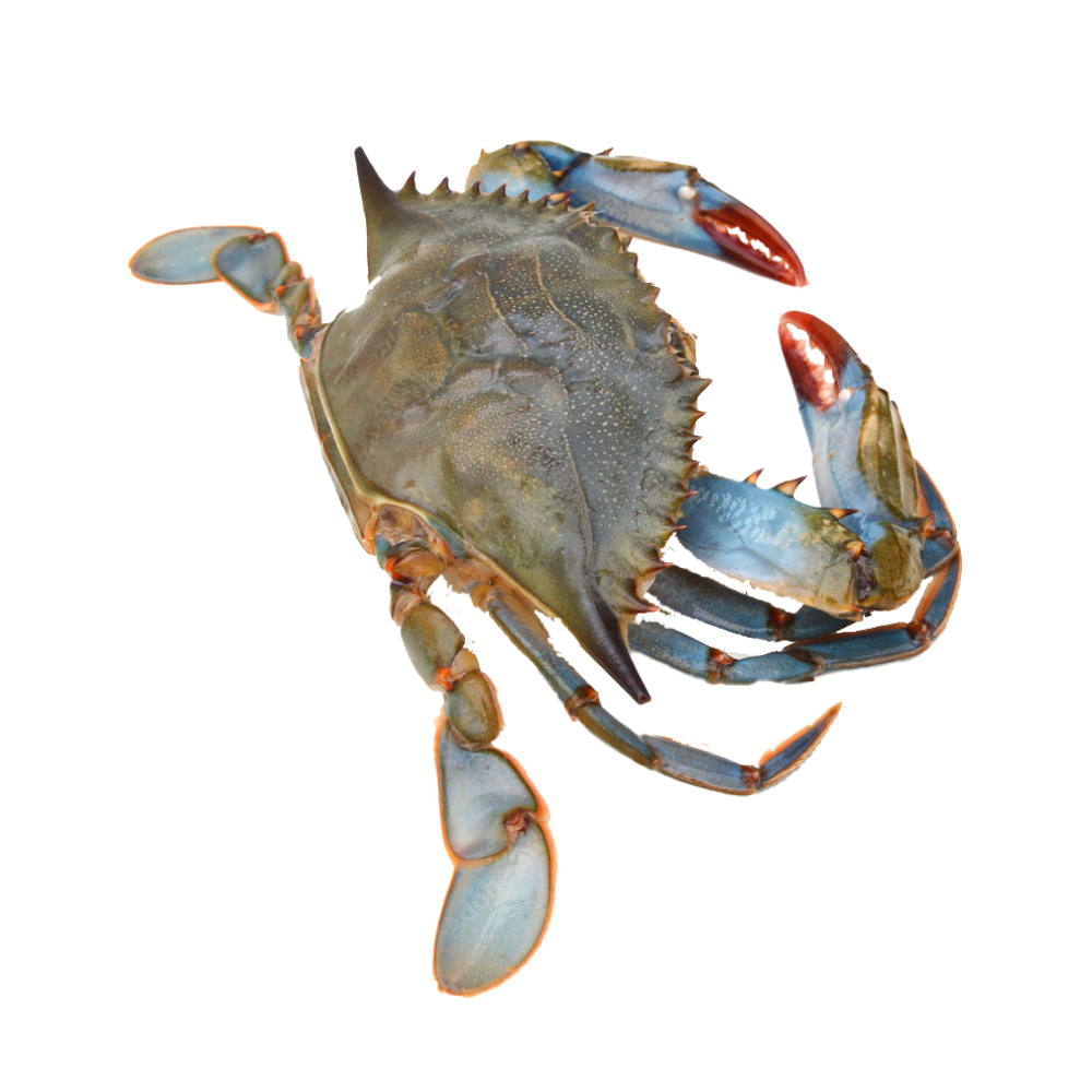 Blue Crab