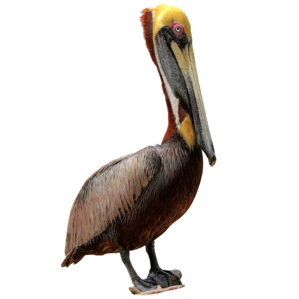 Pelican