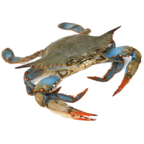 Blue Crab