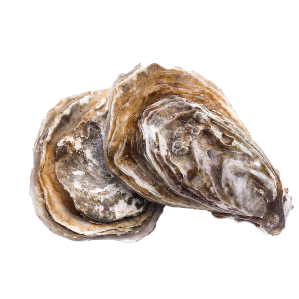 Oysters